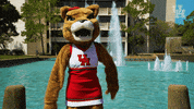 houstoncougars houston sasha gocoogs shasta GIF