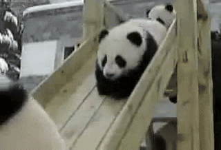 playing baby panda GIF
