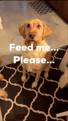 Hungry Dog GIF