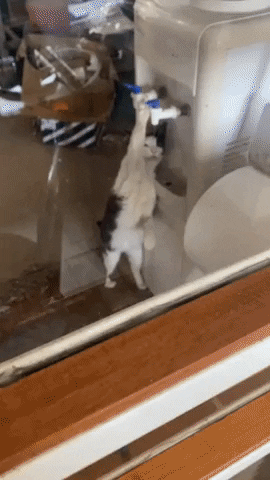 cuteanimalland giphyupload GIF