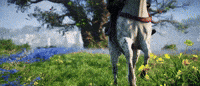 Game Time Horse GIF by Ubisoft