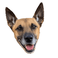 Dogs Puppy Sticker by So Help Me Dog