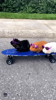 Looking Shady: Stylish Guinea Pigs Ride Skateboard in Montreal