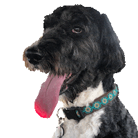 dog puppy Sticker by Roundhouse