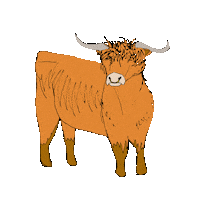 Highland Cow Illustration Sticker by katdrawsit