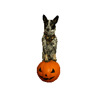 Jack O Lantern Fall Sticker by Geekster Pets
