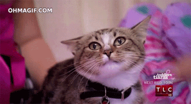 Grooming Safe For Work GIF
