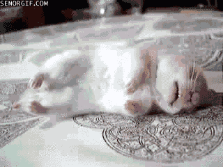 rabbit dreaming GIF by Cheezburger