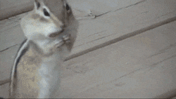 chipmunk GIF