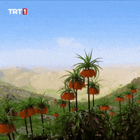 Flower Water GIF by TRT