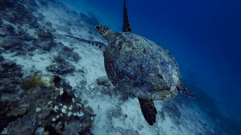 WeAreWater giphygifmaker freedom turtle underwater GIF