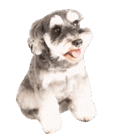Dogs 犬 Sticker