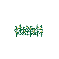 Corn Sticker by FNBO
