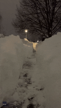 Dog Plays Fetch in Western New York Snow Trench