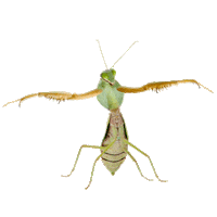 cricket dancing Sticker by Kampnagel - Internationales Zentrum für schönere Künste