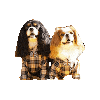 Happy Cavalierkingcharlesspaniel Sticker