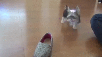 cats sits GIF