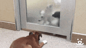 GIF by Best Friends Animal Society