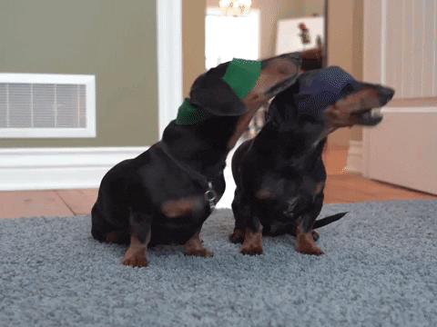 birdbox GIF