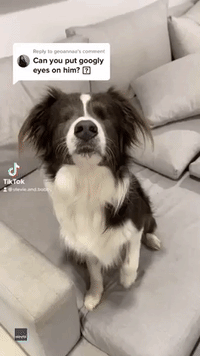Blind Border Collie Wearing Googly Eyes Is the Cutest Thing You'll See Today