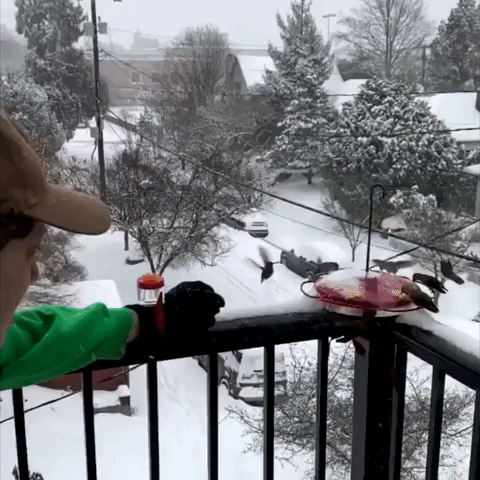 Hummingbird 'Kisses' Seattle Resident During Post-Storm Feast
