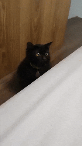 cats adorable kitten waiting hunter GIF