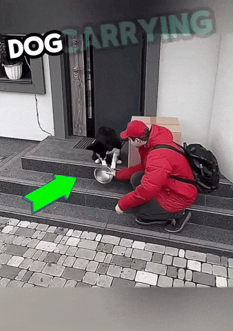 cuteanimalland giphyupload GIF