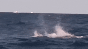 florida GIF