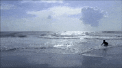 florida GIF
