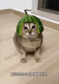 Mei Mei Cat GIF