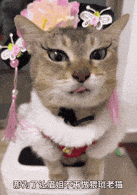 Mei Mei Cat GIF