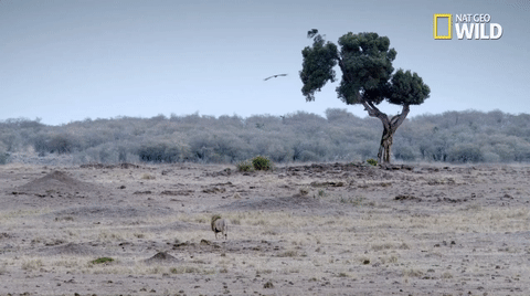 african cats big cat week GIF by Nat Geo Wild