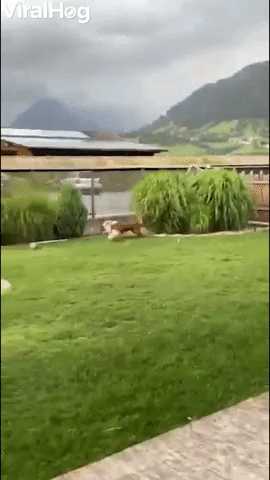 Crazy Juna Dog Gets Garden Zoomies