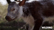 Wilding Baby Animals GIF by PBS