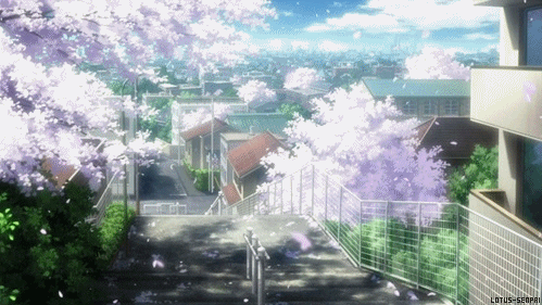 Cherry Blossoms Sakura GIF