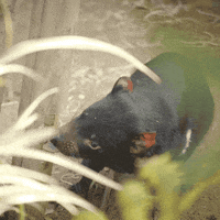 San Diego Reaction GIF by San Diego Zoo Wildlife Alliance