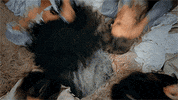 little mix video GIF by Syco Entertainment
