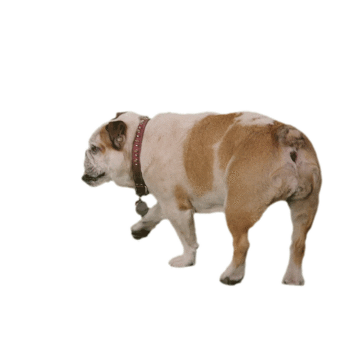 Puppy Pet Sticker by Pantaya