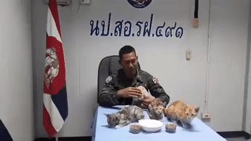 Thai Sailors Bond With Cats Rescued From Sinking Boat