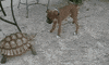 slow race GIF