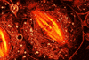 fly dividing GIF