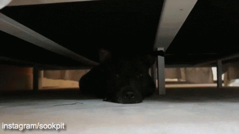 monster bed GIF