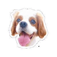 Cavalierkingcharlesspaniel Smile Sticker