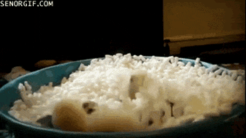 party ferrets GIF by Cheezburger