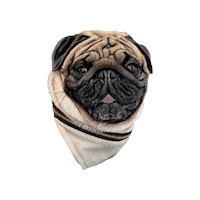 Belluccifriends Sticker by Bellucci Manila