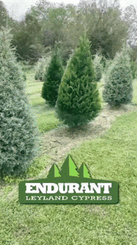 Christmas Tree GIF by ENDURANT TURF PAINT