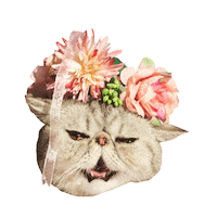bonappetitpet cat smile flowers bonbon Sticker