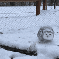 Hungry Snow Owl GIF by John Ball Zoo
