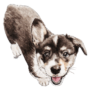 corgocollective happy dance dancing dog Sticker