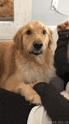 GoldenHuckFin what shocked surprised oh no GIF